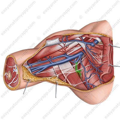 Грудоспинная артерия (arteria thoracodorsalis)